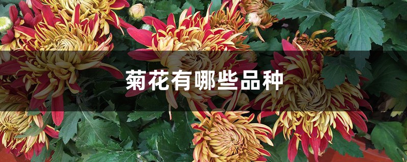 菊花有哪些品种 菊花有哪些品种