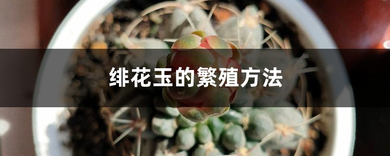 绯花玉的繁殖方法 绯花玉的繁殖方法