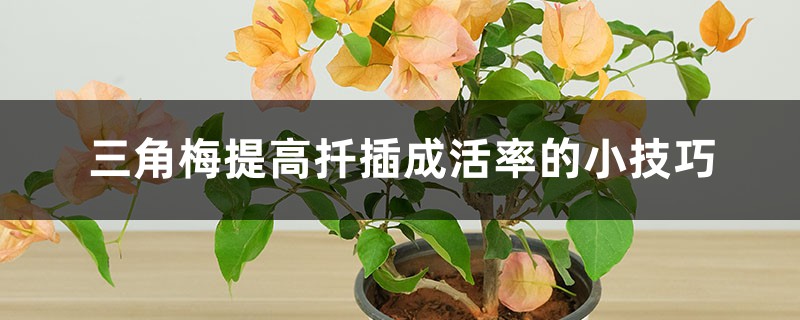 三角梅提高扦插成活率的小技巧 三角梅提高扦插成活率的小技巧