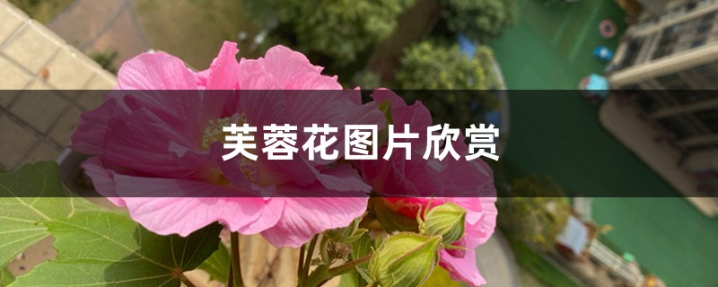 芙蓉花图片欣赏 芙蓉花图片欣赏