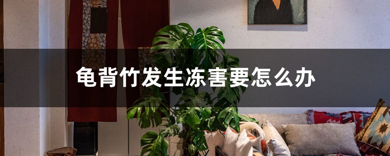 龟背竹发生冻害要怎么办 龟背竹发生冻害要怎么办