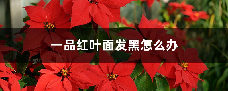一品红叶面发黑怎么办 一品红叶面发黑怎么办