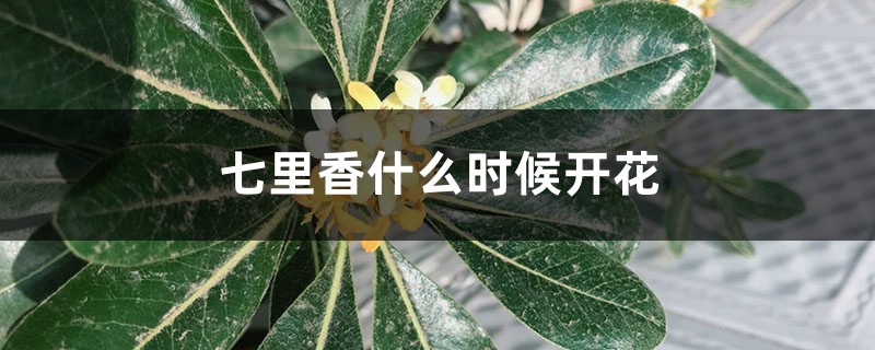 七里香什么时候开花 七里香什么时候开花