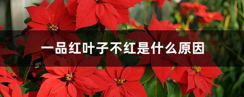 一品红叶子不红是什么原因 一品红叶子不红是什么原因