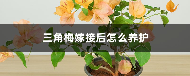 三角梅嫁接后怎么养护 三角梅嫁接后怎么养护