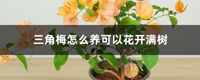 三角梅怎么养可以花开满树 三角梅怎么养可以花开满树