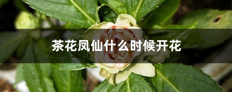 茶花凤仙什么时候开花 茶花凤仙什么时候开花