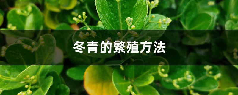 冬青的繁殖方法 冬青的繁殖方法