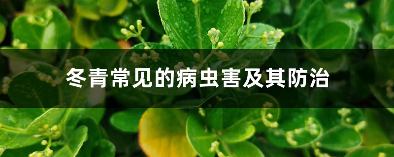 冬青常见的病虫害及其防治 冬青常见的病虫害及其防治