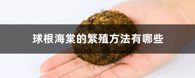 球根海棠的繁殖方法有哪些 球根海棠的繁殖方法有哪些