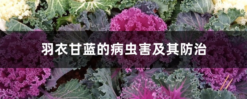 羽衣甘蓝的病虫害及其防治 羽衣甘蓝的病虫害及其防治