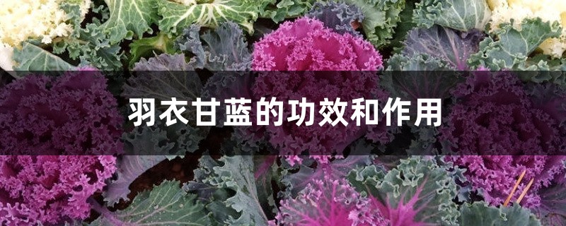 羽衣甘蓝的功效和作用 羽衣甘蓝的功效和作用