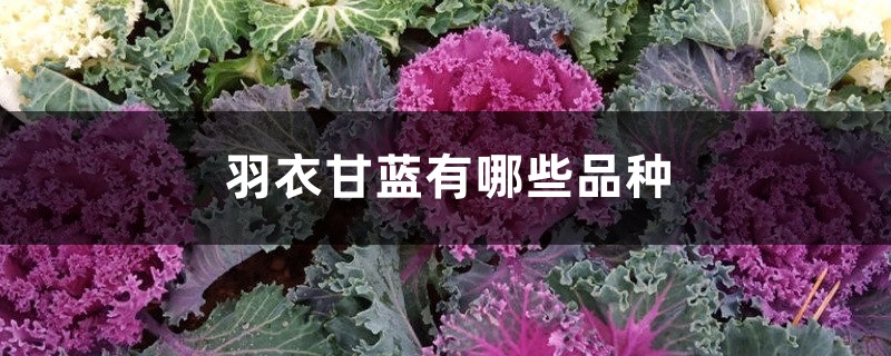 羽衣甘蓝有哪些品种 羽衣甘蓝有哪些品种