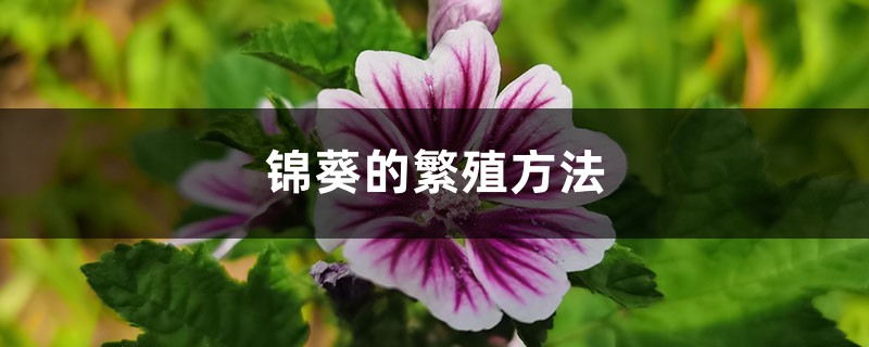 锦葵的繁殖方法 锦葵的繁殖方法