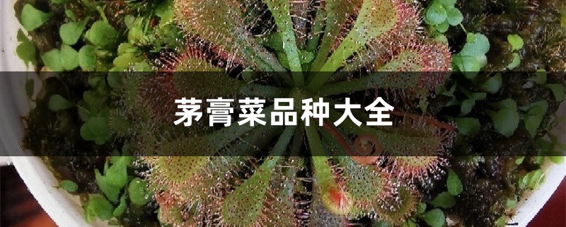 茅膏菜品种大全 茅膏菜品种大全