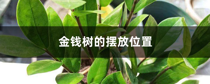 金钱树的摆放位置 金钱树的摆放位置