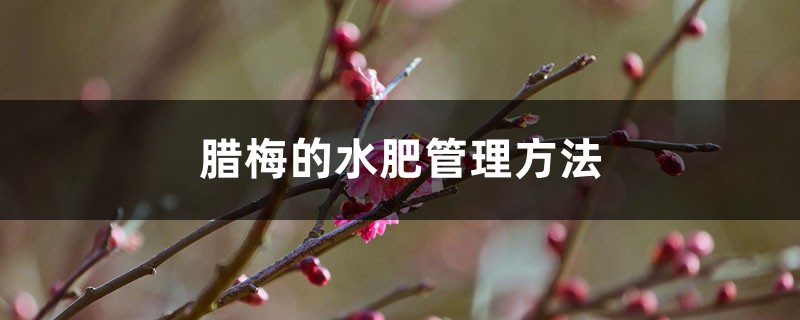 腊梅的水肥管理方法 腊梅的水肥管理方法