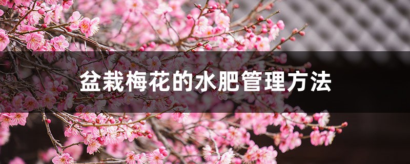 盆栽梅花的水肥管理方法 盆栽梅花的水肥管理方法