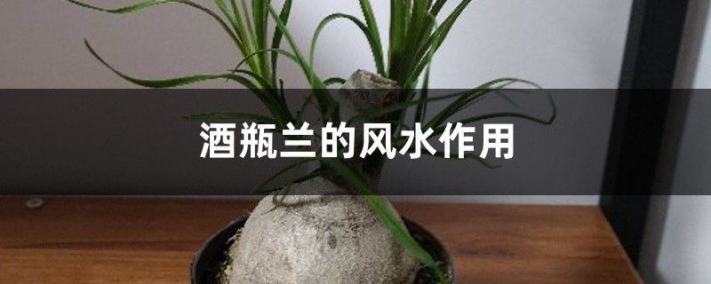 酒瓶兰的风水作用 酒瓶兰的风水作用