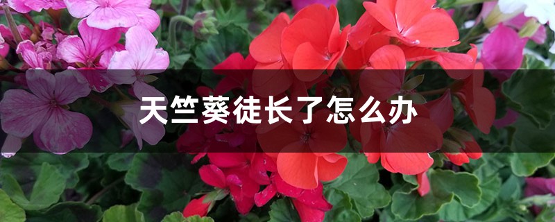 天竺葵徒长了怎么办 天竺葵徒长了怎么办