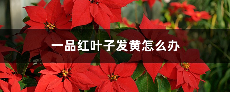 一品红叶子发黄怎么办 一品红叶子发黄怎么办
