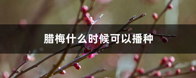 腊梅什么时候可以播种 腊梅什么时候可以播种