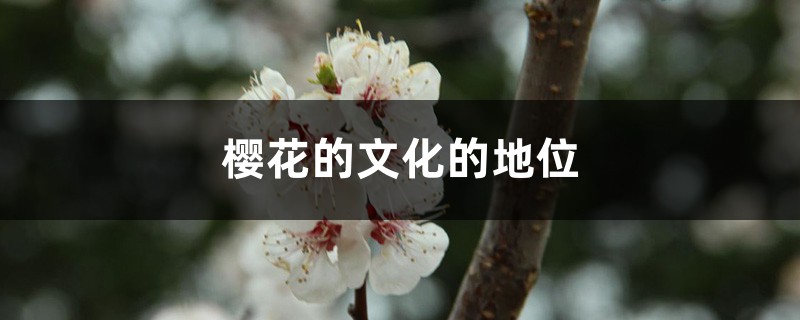 樱花的文化的地位 樱花的文化的地位