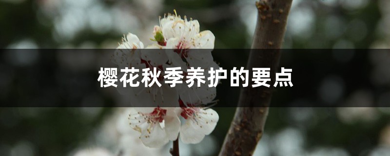 樱花秋季养护的要点 樱花秋季养护的要点