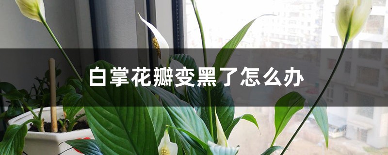 白掌花瓣变黑了怎么办 白掌花瓣变黑了怎么办