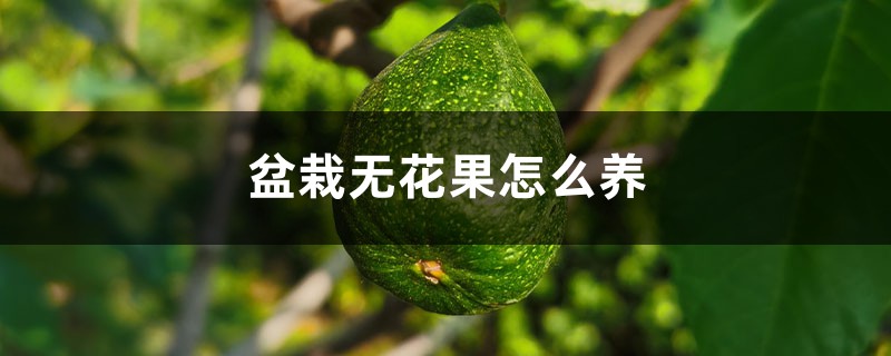 盆栽无花果怎么养 盆栽无花果怎么养