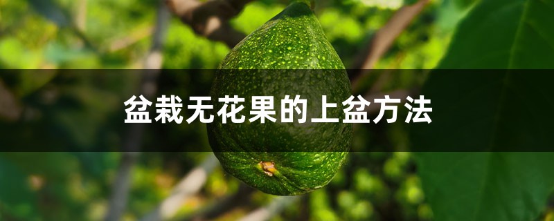 盆栽无花果的上盆方法 盆栽无花果的上盆方法