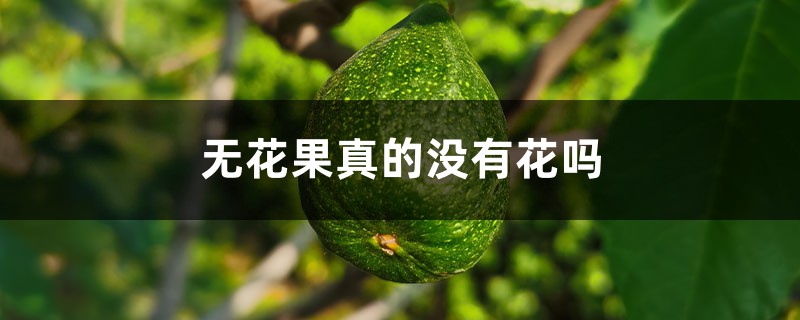 无花果真的没有花吗 无花果真的没有花吗