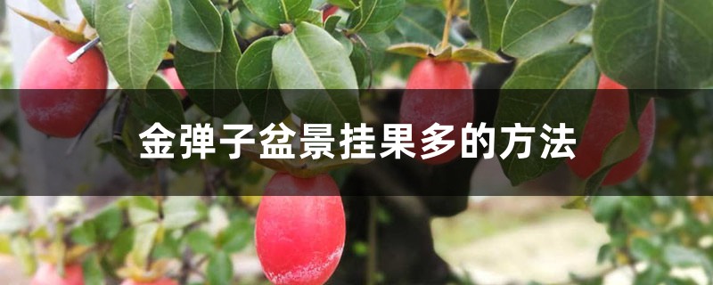 金弹子盆景挂果多的方法 金弹子盆景挂果多的方法