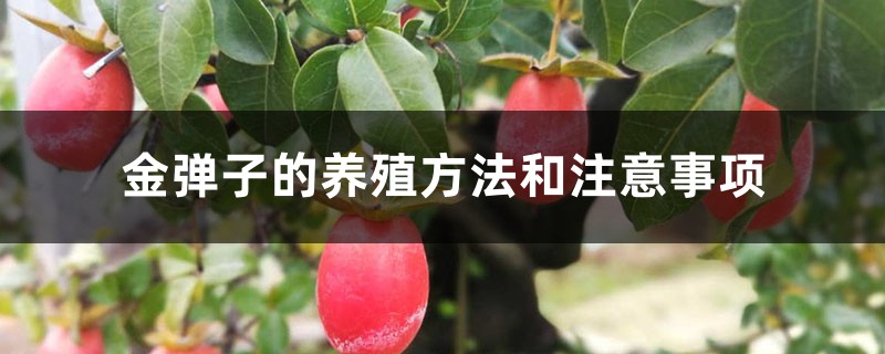 金弹子的养殖方法和注意事项 金弹子的养殖方法和注意事项