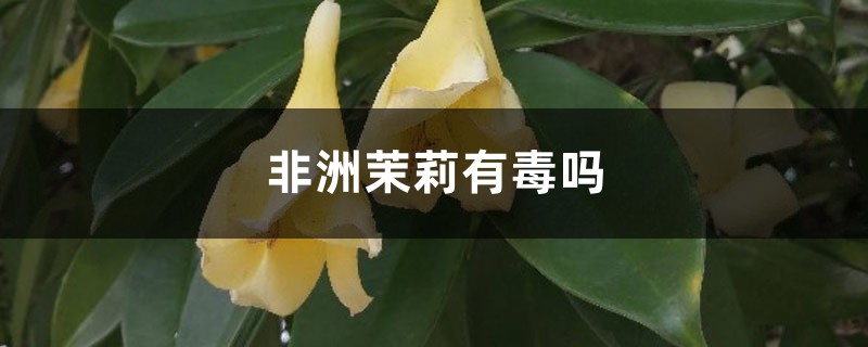 非洲茉莉有毒吗 非洲茉莉有毒吗