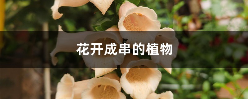 花开成串的植物 花开成串的植物