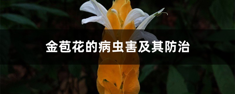 金苞花的病虫害及其防治 金苞花的病虫害及其防治