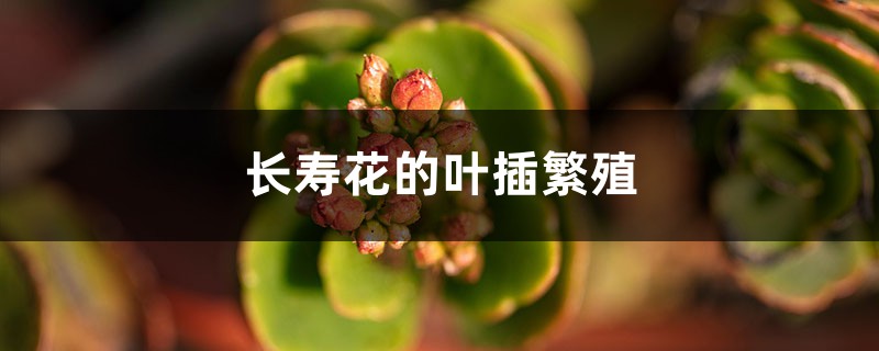 长寿花的叶插繁殖 长寿花的叶插繁殖