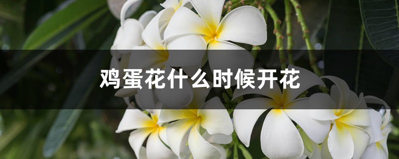 鸡蛋花什么时候开花 鸡蛋花什么时候开花
