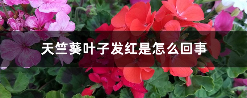 天竺葵叶子发红是怎么回事 天竺葵叶子发红是怎么回事