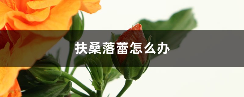 扶桑落蕾怎么办 扶桑落蕾怎么办