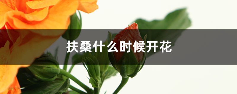扶桑什么时候开花 扶桑什么时候开花