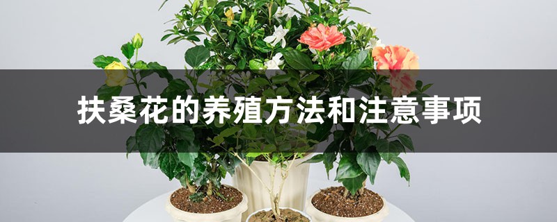 扶桑花的养殖方法和注意事项 扶桑花的养殖方法和注意事项