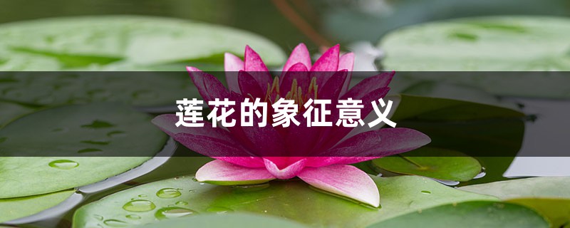 莲花的象征意义 莲花的象征意义