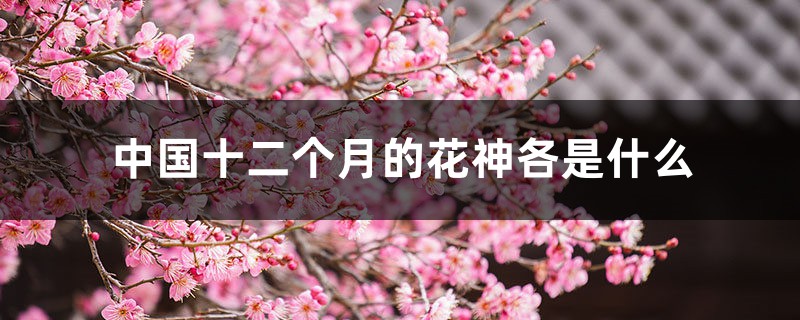 中国十二个月的花神各是什么 中国十二个月的花神各是什么