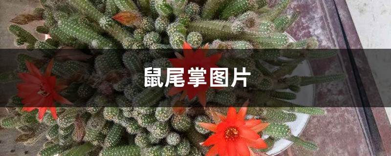 鼠尾掌图片 鼠尾掌图片