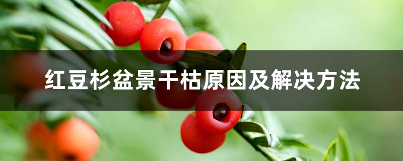 红豆杉盆景干枯原因及解决方法 红豆杉盆景干枯原因及解决方法