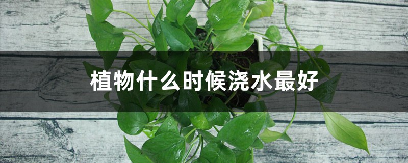 植物什么时候浇水最好 植物什么时候浇水最好