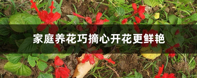 家庭养花巧摘心开花更鲜艳 家庭养花巧摘心开花更鲜艳