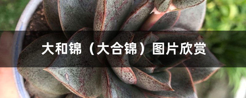 大和锦(大合锦)图片欣赏 大和锦(大合锦)图片欣赏
